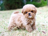Maltipoo Cinsi Bebeklerim Korean
