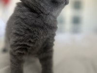 En Safkan Kediler Ömürlük Yuvasına Gidiyor!