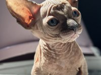 65 günlük sıfır tüy sfenks yavrular