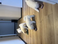 Sevimli Samoyed Yavruları