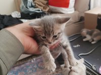 Yavru kedilere yuva arıyoruz