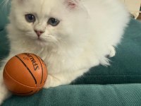 British longhair yavru safkan