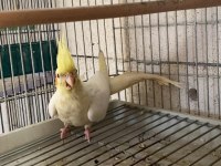 Sultan Papağanı 3 Aylık