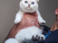British Shorthair Kedisi Yavruları