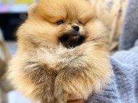 Ayı Surat Pomeranian Yavruları