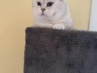 Ares'in Yavrusu Kedimiz