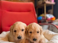 Golden Retriever Severler Için Minik Kalpler