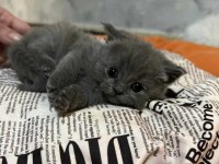 British Shorthair Ve Scottish Yavruları