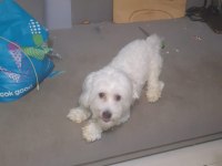 Ücretsiz 1.5 Yaşında Erkek Maltese