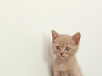 British yavrularımız