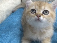British Shorthair Yavrumuza Yuva Arıyoruz