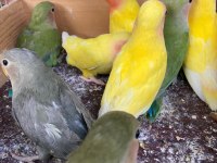 Sağlıklı Yavru Sevda Papağanlar