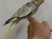 Sultan Papağanı Sahiplendirilecek Kuşumuz