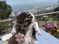 Tatlış Bebek Kedilere Yuva Arıyorum