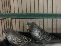 Blackface Muhabbet Kuşu