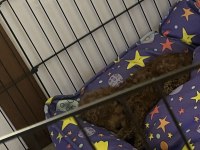 Toy Poodle İç Dış Parazit Aşıları Yapılı 2 Aylık