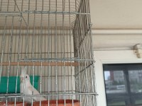 Albino Dişi Anaç Sultan Papağanı