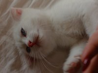 Sahiplendirilmek Üzere Muhteşem Yavru Kediler