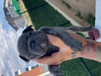 Koca Kafa Mavi Göz Erkek Köpekler