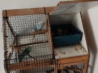 Kafes İle Birlikte Muhabbet Kuşlar