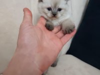 Maviş kediler yeni yuvalarını arıyor