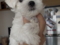 Safkan 0 Numara Kore Maltese