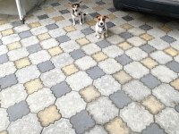 Jack Russell Yavru Köpekler