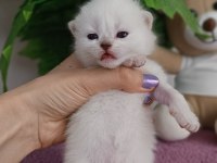 British Shorthair Yavrular