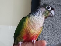 Konur Papağanımız