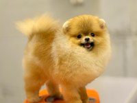 Pomeranian fci şecereli ultra lux