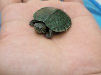 Orijinal singapur kırmızı yanak kaplumbağa