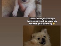 Pomeranian bebeklerimiz rezerveye açıktır