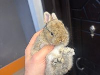 Cüce Tavşanlar Her İle Gönderilir