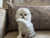 Irk Garantili Scottish Fold Longhair Silver Bebeğimiz