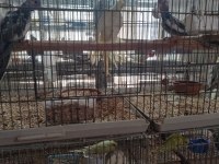 Yeme düşmüş yavru sultan papağanlar