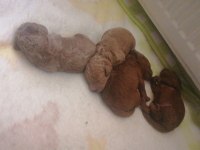 Teacup küçük boy poodle bebeklerim