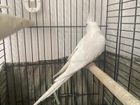 Damızlık Sultan Papağanı