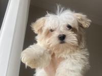 Teacup Maltipoo