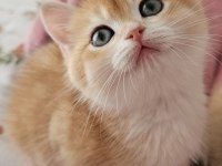 Golden British Shorthair