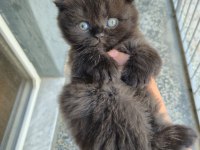Scottish fold cinnamon