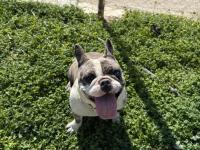 2 yaşında dişi blue merle french bulldog