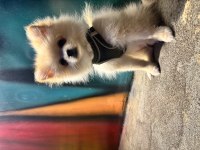 Hera 6 Aylık Pomeranian