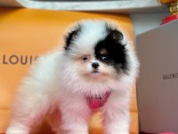 Safkan Pomeranian Boo Yavrular