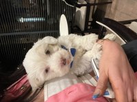 Maltese 2 Buçuk Aylık Erkek