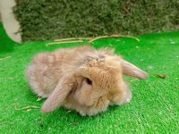 Hollanda Teddy Lop Tavşan Yavru
