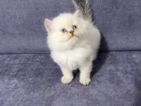 British Longhair Sıcak Kanlı Yavrumuz