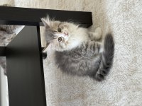 British Longhair 3 Aylık Erkek