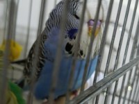 Jumbo muhabbet kuşu yavru