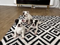 Standart French Bulldog Yavrular