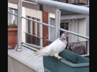 Kırmızı şallı erkek tip güvercin